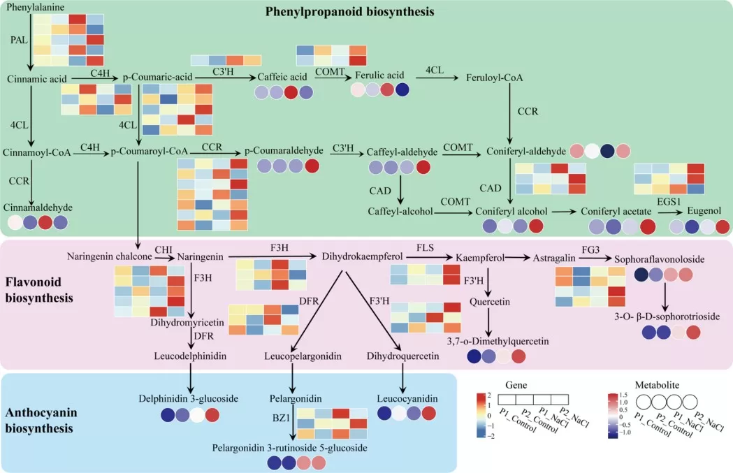 Phenylpropanoid flavonoid anthocyanin biosynthesis network in salt stress response